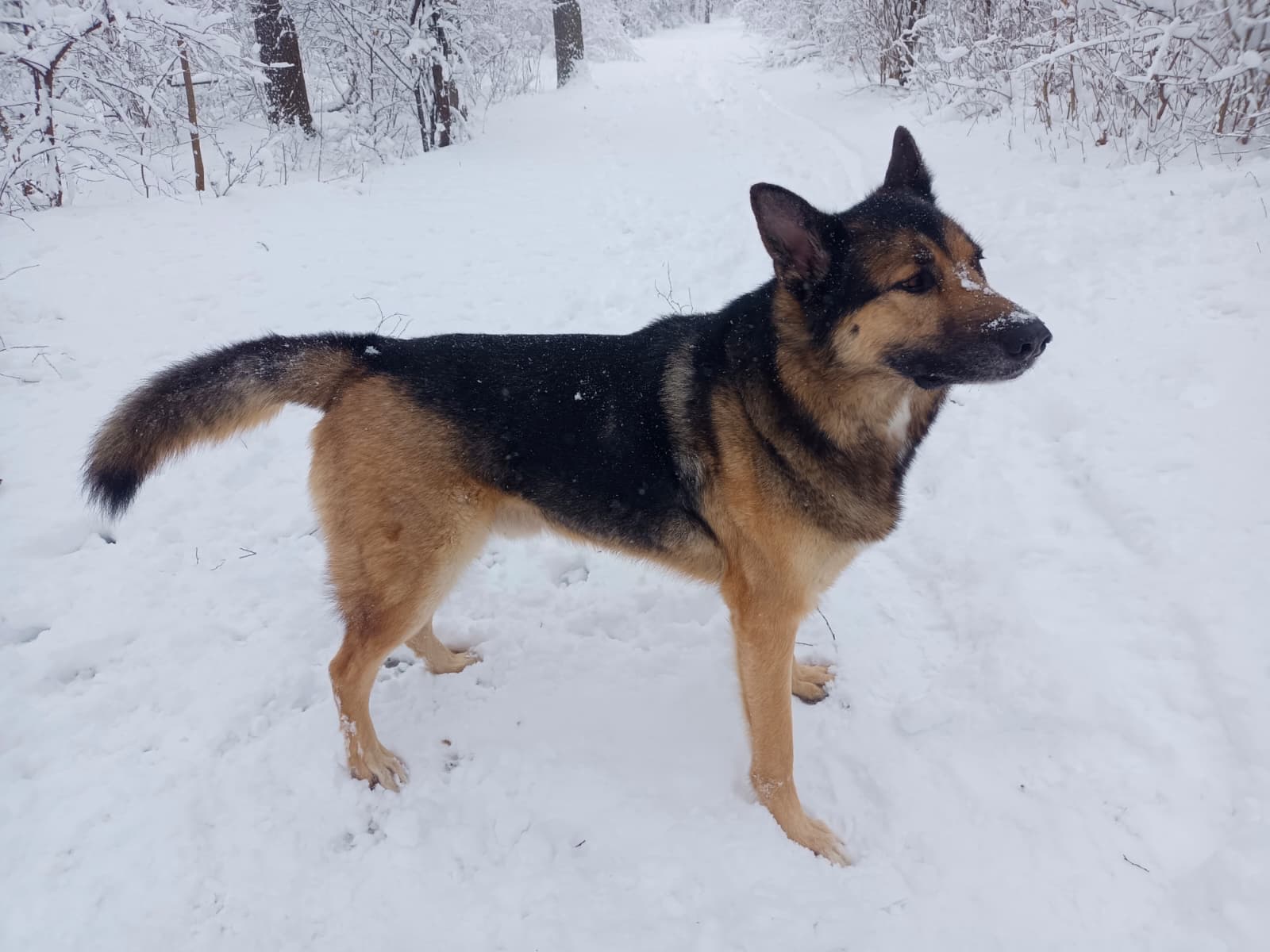 Hund im Freien